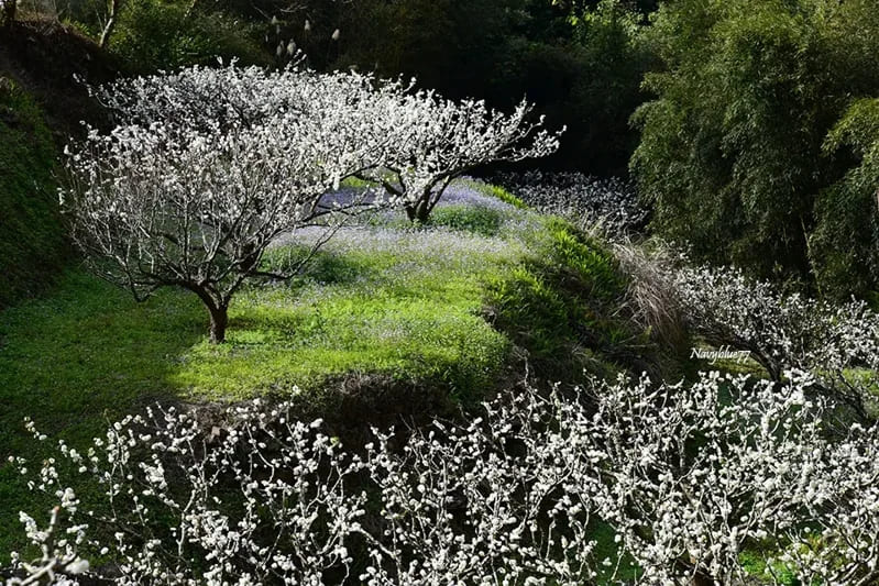 氣勢更盛梅花！ 苗栗泰安鄉汶水溪畔的「二月春雪浪漫」-賞不盡的祕境「李花」